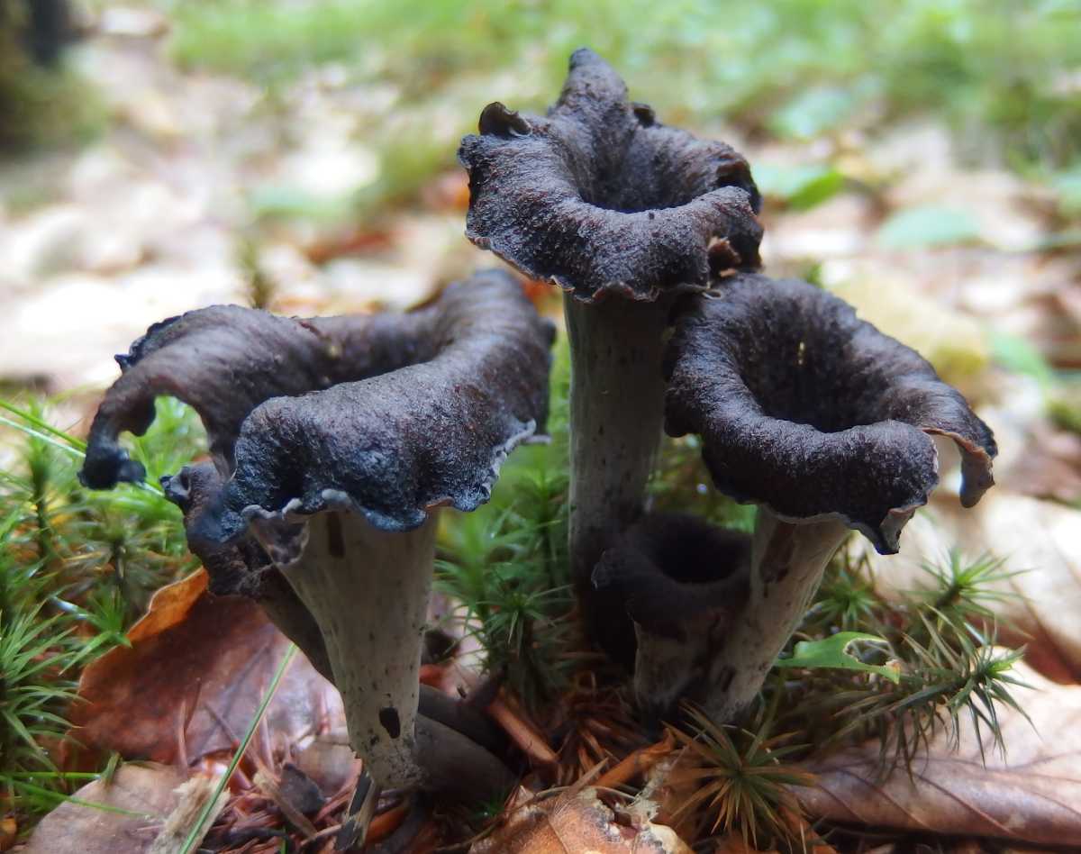 Comment nettoyer des trompettes de la mort Comment nettoyer des trompettes de la mort