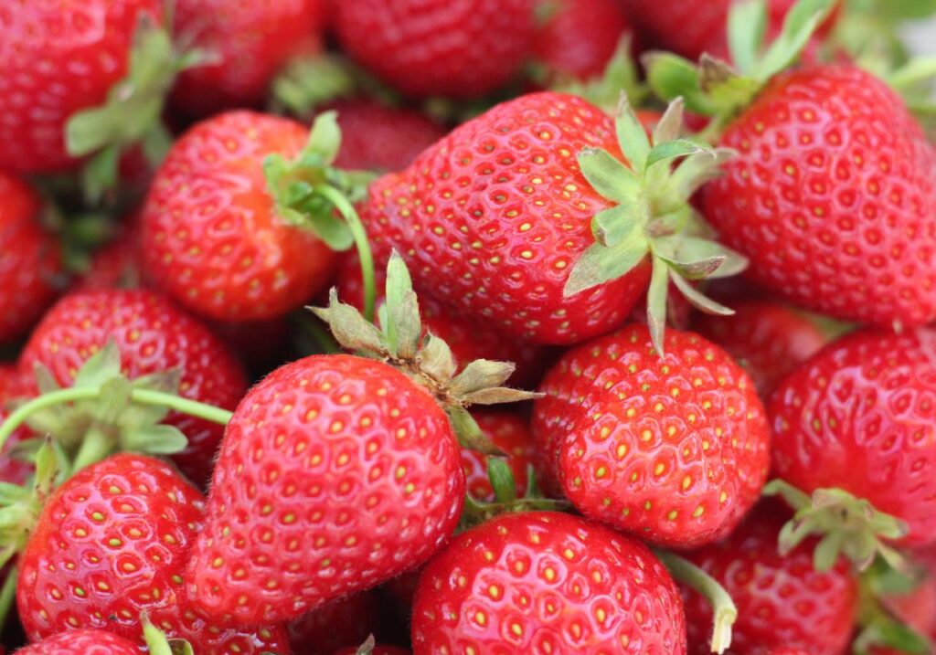 fraises, produits de saison du printemps