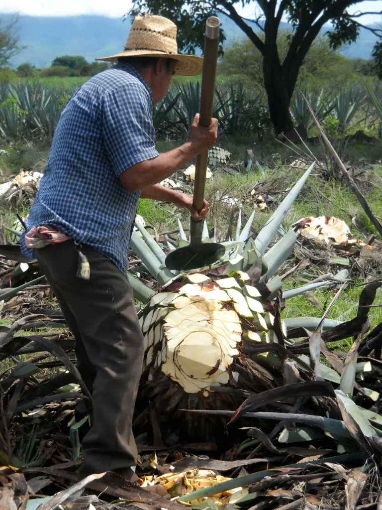 découpe d'agave