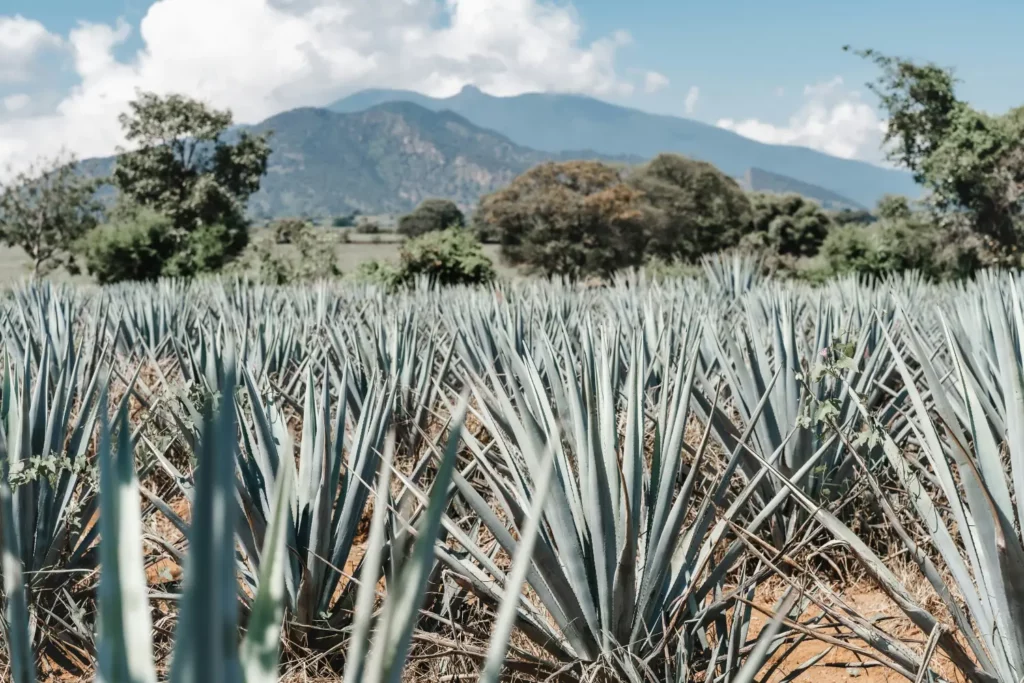 champ d'agave