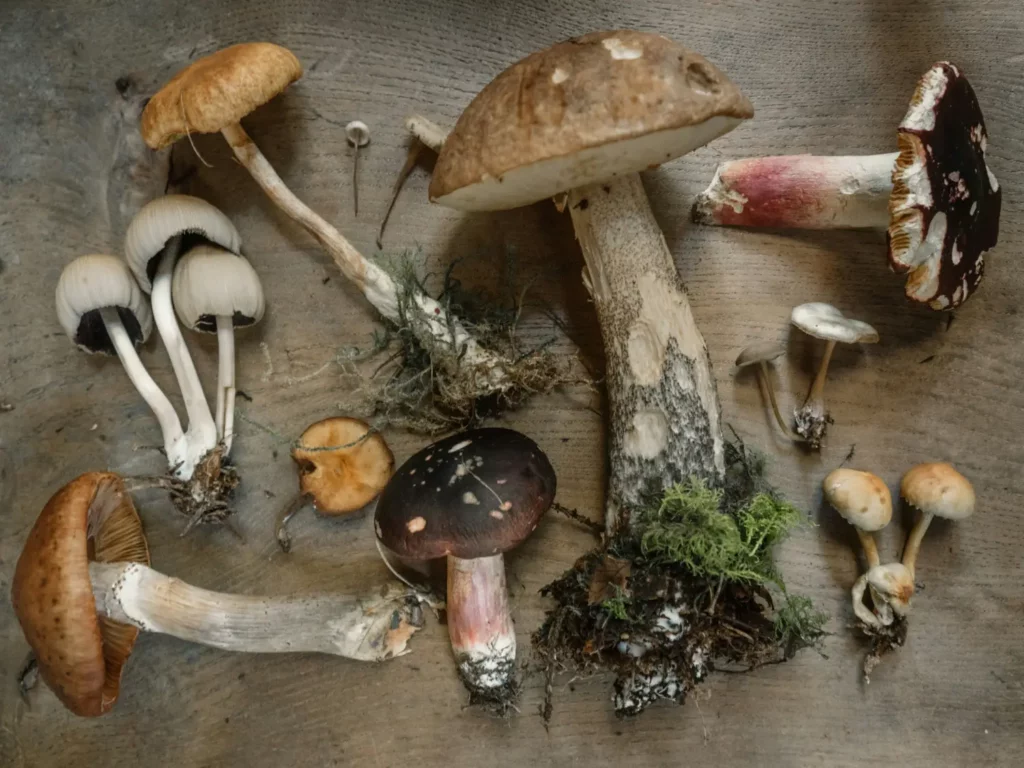 champignons 2025