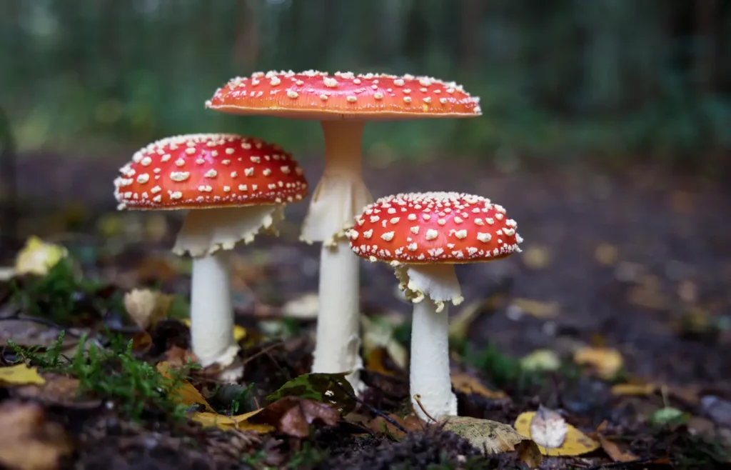 cueilleur de champignons 2025 amanite