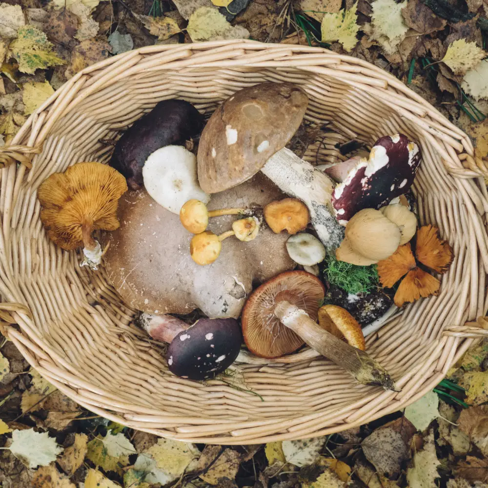 cueilleur de champignons 2025